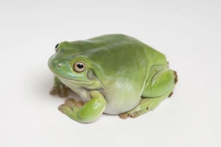 White’s Tree Frogs as Pets