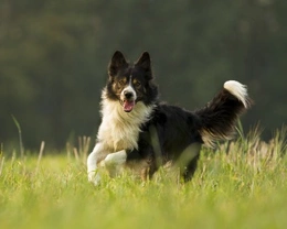 Border Collie, cane molto versatile: carattere e curiosità