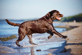 Is the Labrador retriever losing popularity in the UK?