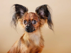 Are you looking for an unusual and unique toy terrier breed? Consider the Russian toy terrier