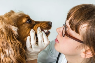 Comparing the prices of your local veterinary clinics