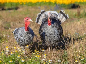 How to Keep Turkeys so They Stay Healthy
