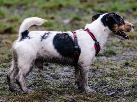 8 easy ways to stop your dog tracking mud into your house