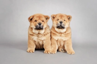 Five fascinating snippets of information about the Chow Chow dog breed