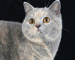 Il gatto British Shorthair Origini Morfologia Carattere e Curiosità