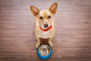 Five tips for dog owners that feed tins or wet food to their dogs