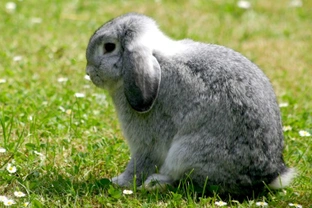 Why pet rabbits cannot be kept alone