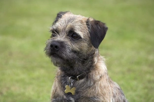 Ten things you need to know about the Border terrier before you buy one