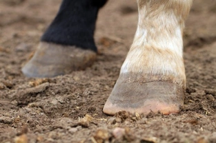 Understanding Laminitis - An Essential Horse Owners Guide