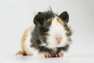 Some common guinea pig health problems