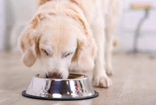 Understanding moisture content or water content in dog food