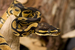 Which pythons make the best pets?