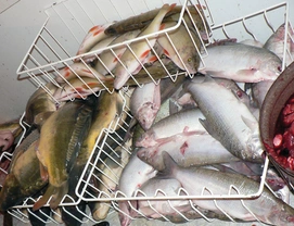 Poklady z přírody 81 – Ryby