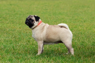 Pugs: Frequently asked questions