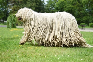 Bergamasco or Komondor, which is best for you?