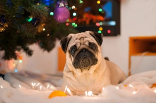   How to make sure your dog stays healthy at Christmas