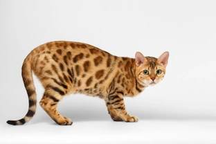 Ten Interesting Facts About Bengal Cats