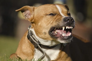 Tougher sentencing plans for owners of deliberately aggressive dogs