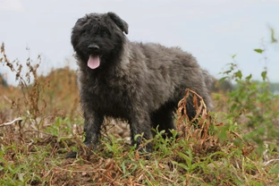 What's the difference between a Bouvier des Flandres and a Briard