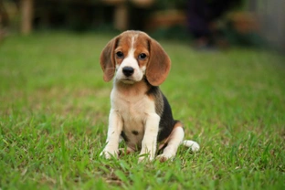 Catalase deficiency health testing for the beagle dog breed