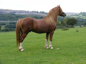 Horses and ponies native to the British Isles
