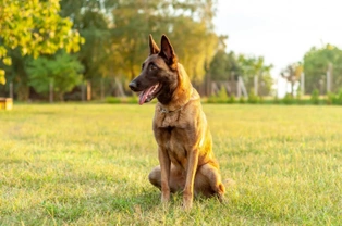 10 things you need to know about the Belgian shepherd dog before you buy one