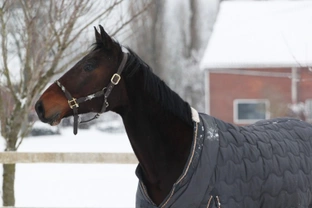 Horse Owners - Are you ready for winter?