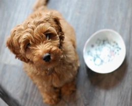 Cuccioli di cane: quanti pasti fare al giorno? E come gestirli?