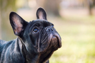 Royal Veterinary College warns prospective French bulldog buyers about veterinary costs