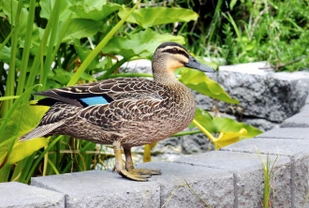 Sixteen interesting and informative facts about ducks