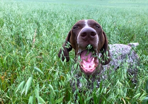 Pršet nejspíš nebude aneb víte, proč pes žere trávu?