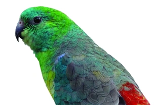Papoušek zpěvavý (Psephotus haematonotus), 1. část – Výživa 