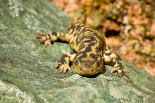 Is your salamander overweight?
