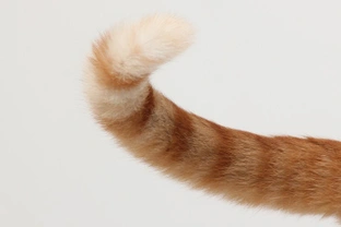 What makes some cats chase their tails?