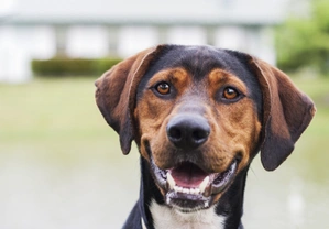 Why do certain set factors lower your dog’s insurance policy?