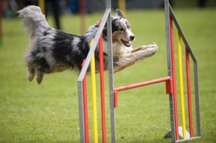 How canine agility can benefit both dog and owner