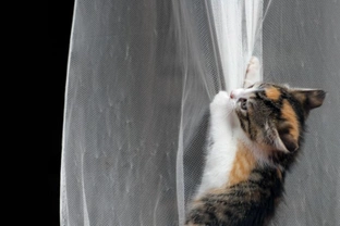 How to stop your cat destroying your curtains