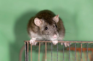 Creating a basic first aid kit for rats and other small caged pets