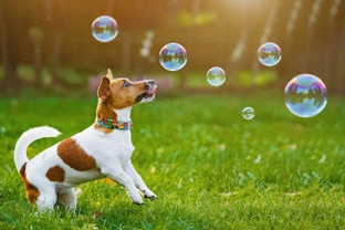 Keeping playtime interesting: Five games to play with your dog other than catching a ball