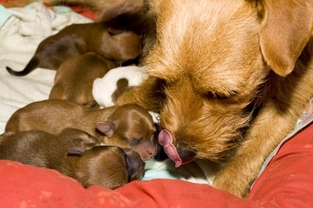 Breeding from your dog - The first stages of labour