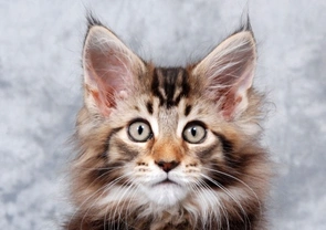 Owning a Maine Coon