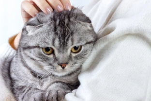 Can Cats Catch Diseases From Their Owners?