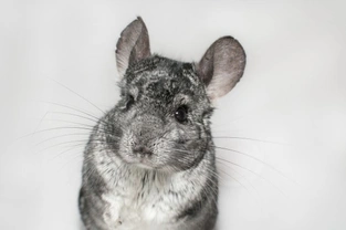 Important things you should know about Chinchillas