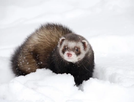 How To Keep Ferrets Safe in Winter