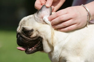 Essential ear cleaning - a dog owners guide