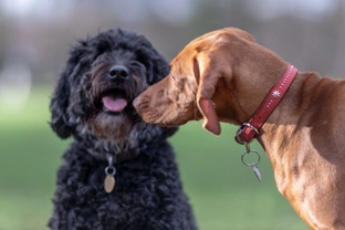 Should you stop your dog from sniffing other dog’s butts?
