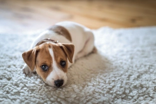 7 common and avoidable mistakes owners make when house training their puppies