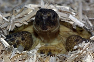 Preparing your tortoise for hibernation