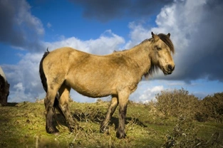 Ten British horse breeds facing extinction