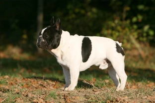 What does it take to make a pedigree stud dog?